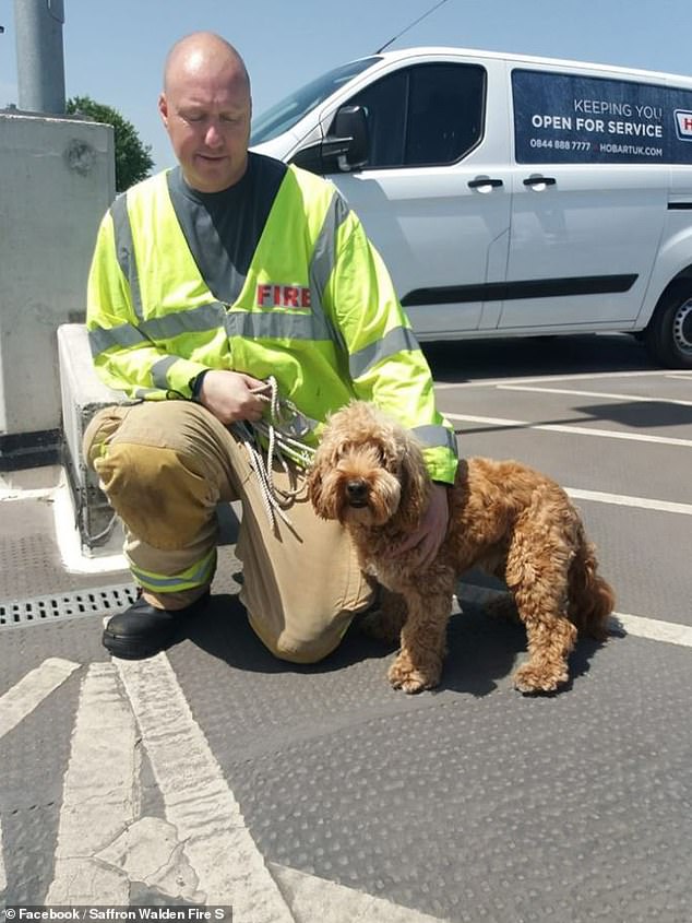 رجال الأطفاء ينقذون كلب من داخل سيارة  (1)