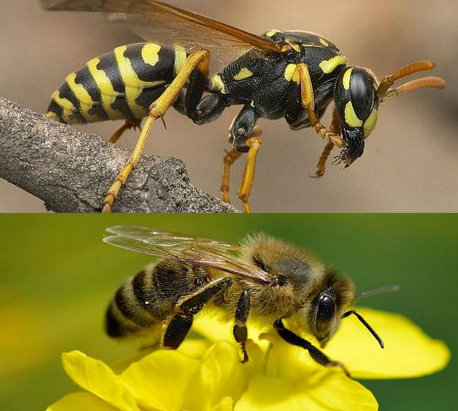 الزنبور مقابل النحل