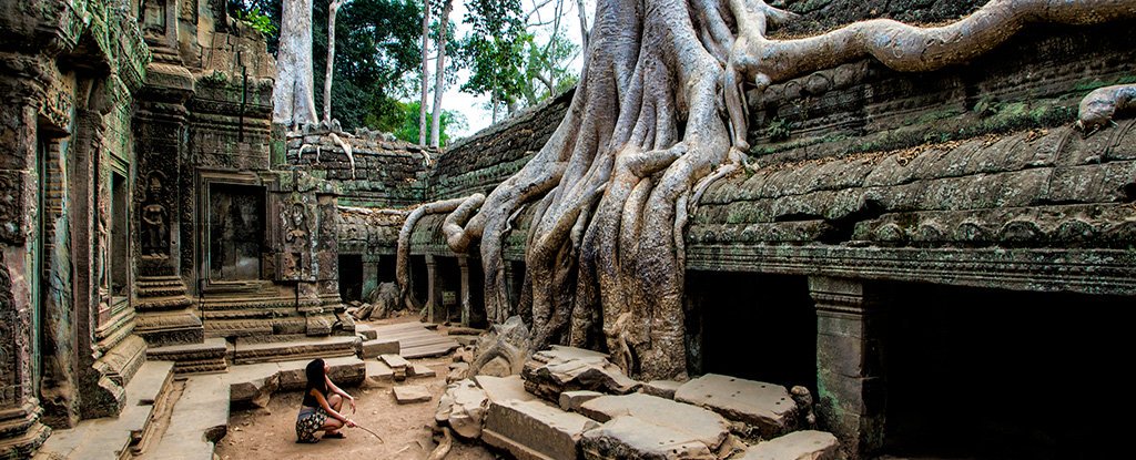 جذور الشجرة تتفوق على جدران المعبد