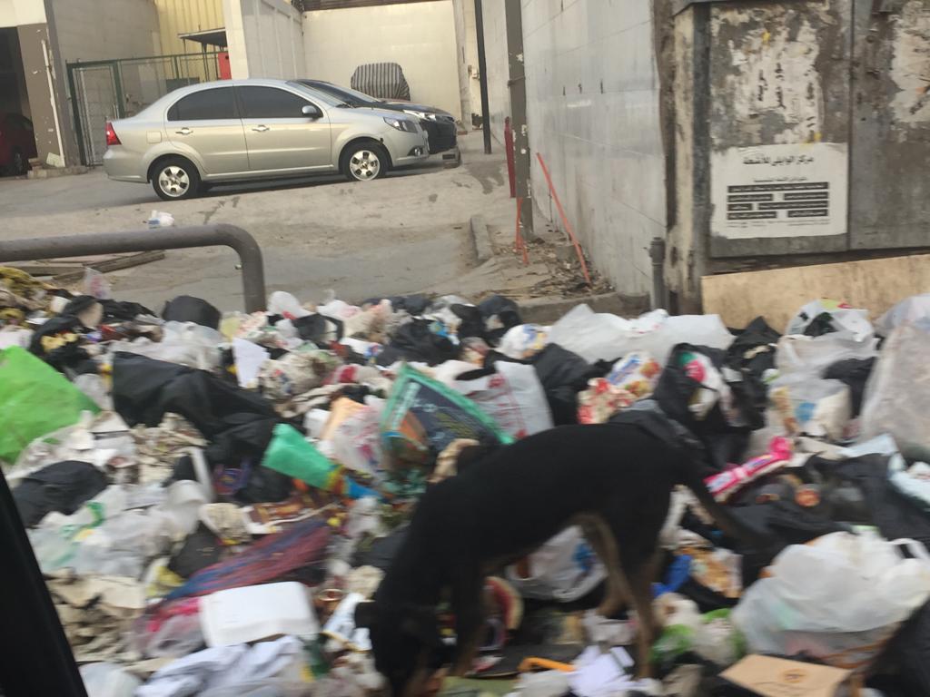 القمامة والكلاب بشارع أبو عيسى