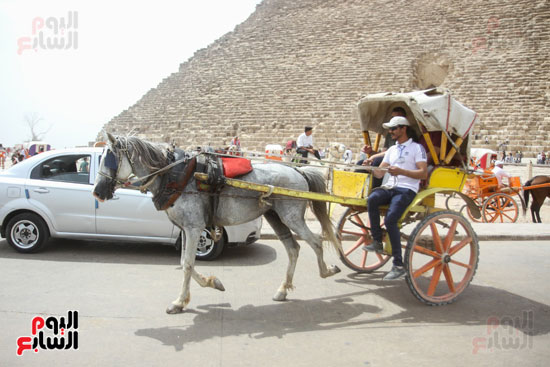 احتفال المصريين بالعيد فى اهرامات الجيزة (20)
