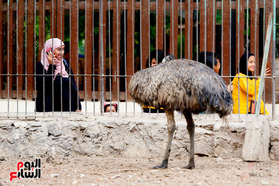 احتفال المصريين بالعيد بحديقة حيوان الجيزة (13)