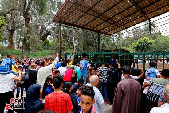 احتفال المصريين بالعيد بحديقة حيوان الجيزة (7)