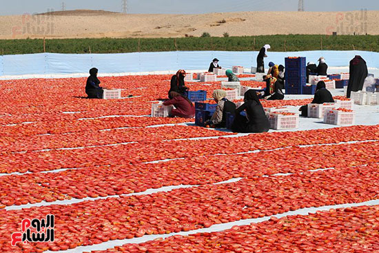 مناشر-الطماطم-المجففة-تجتاح-مدن-وقري-محافظة-الأقصر-بعد-النجاح-في-التصدير-(23)