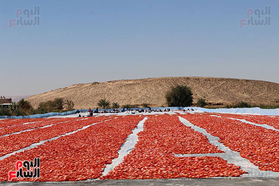 مناشر-الطماطم-المجففة-تجتاح-مدن-وقري-محافظة-الأقصر-بعد-النجاح-في-التصدير-(24)