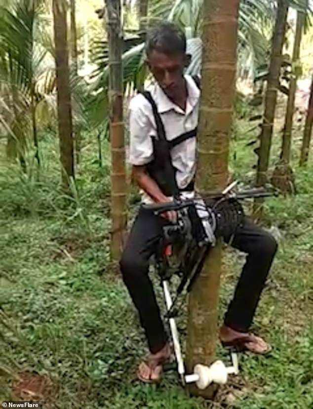 المزراع الهندى  (1)