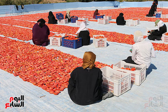 مناشر-الطماطم-المجففة-تجتاح-مدن-وقري-محافظة-الأقصر-بعد-النجاح-في-التصدير-(4)