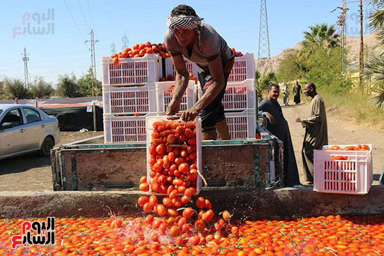 مناشر-الطماطم-المجففة-تجتاح-مدن-وقري-محافظة-الأقصر-بعد-النجاح-في-التصدير-(14)