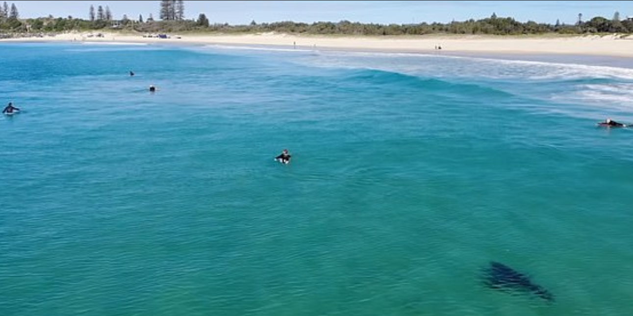 مشهد مرعب لسمكة قرش فى شاطئ باستراليا