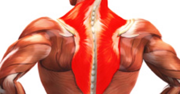 اعرف جسمك.. عضلة شبه المنحرف العضلة المتحكمة فى حركة الكتف - اليوم السابع