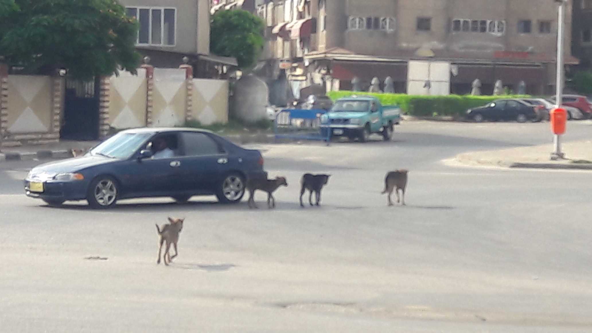 resized_الكلاب الضالة تكشر عن انيابها فى شوارع بورفؤاد