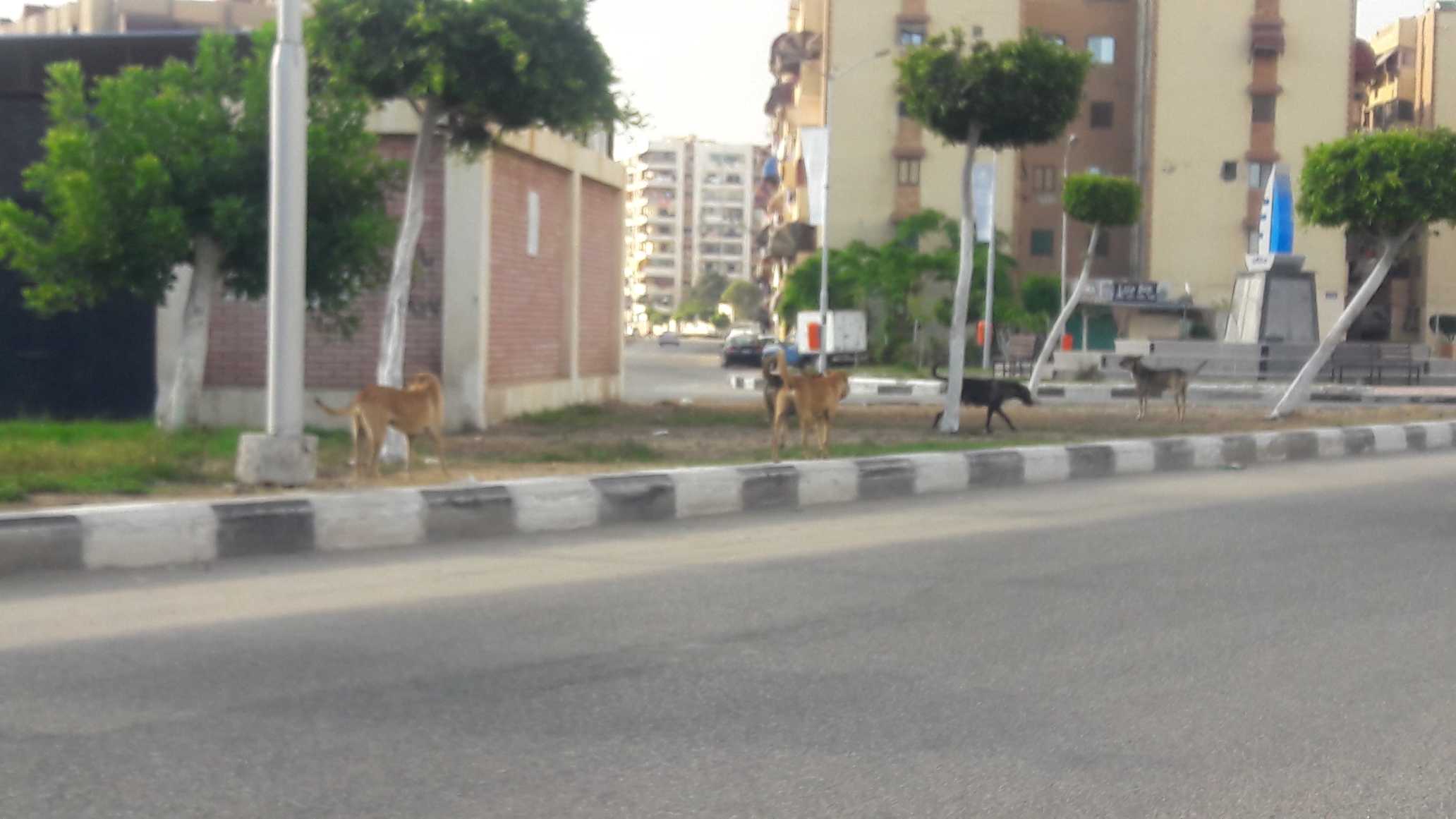 resized_الكلاب الضالة تكشر عن انيابها فى شوارع بورفؤاد  (7)