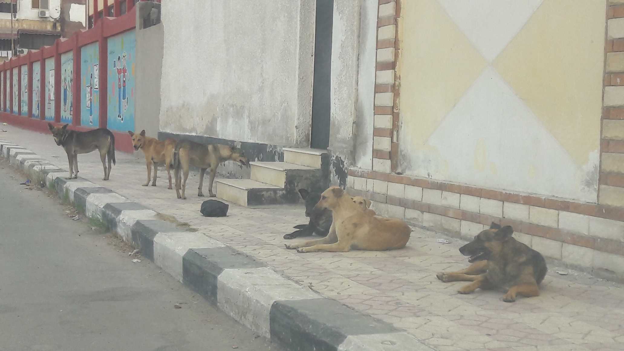 resized_الكلاب الضالة تكشر عن انيابها فى شوارع بورفؤاد (3)