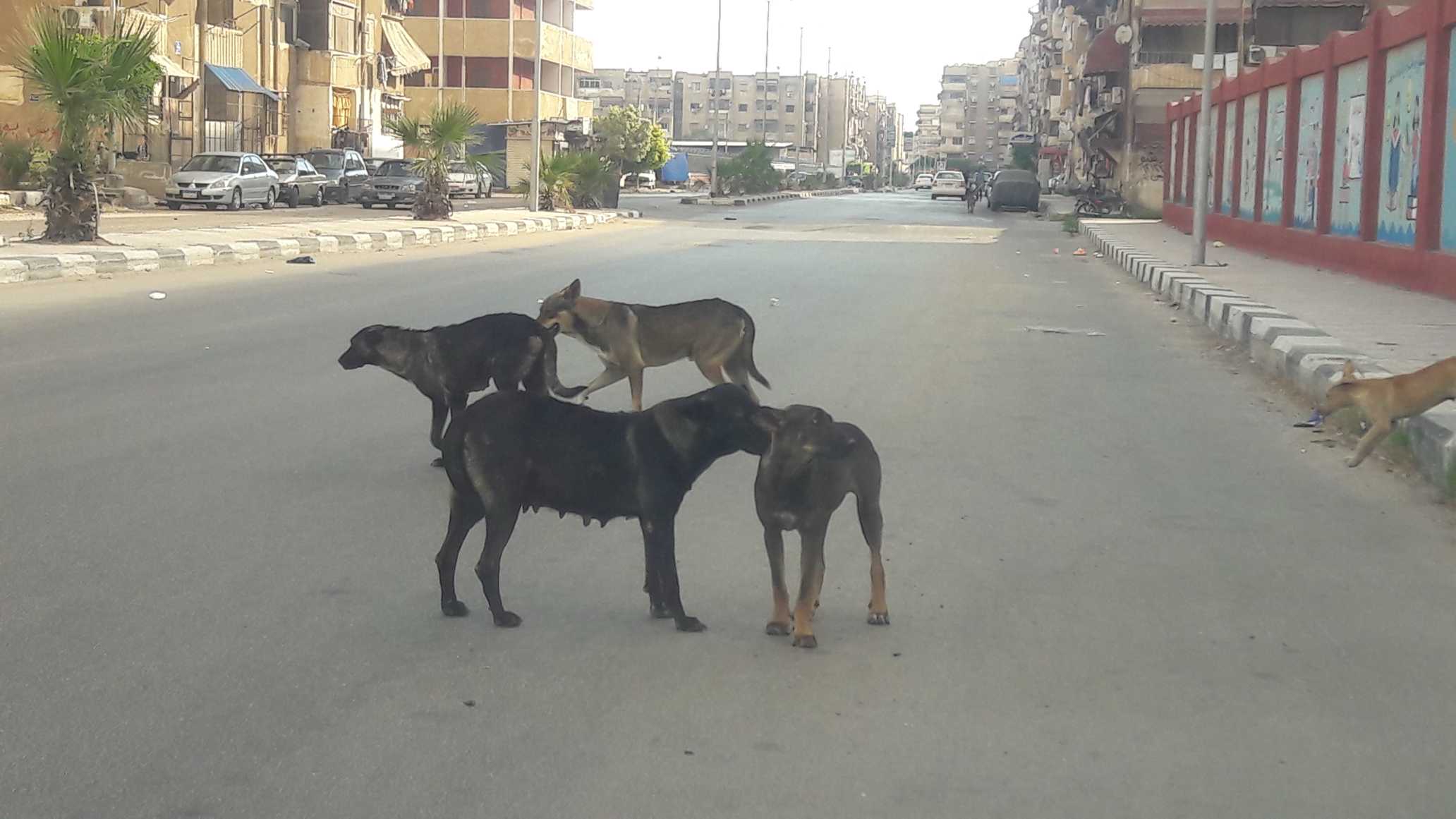 resized_الكلاب الضالة تكشر عن انيابها فى شوارع بورفؤاد  (3)
