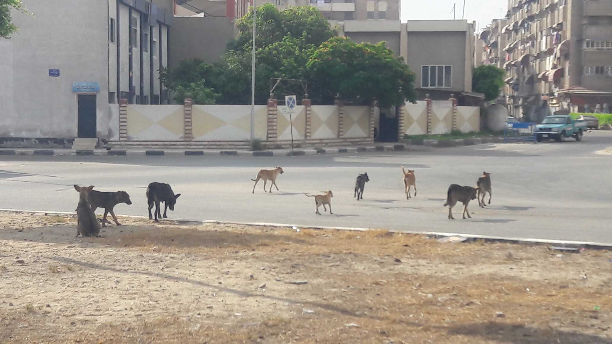 resized_الكلاب الضالة تكشر عن انيابها فى شوارع بورفؤاد  (8)