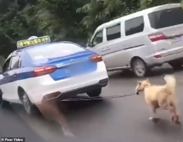 كلب يُجر بحبل فى سيارة تعاطفت معه الصينيين  (4)
