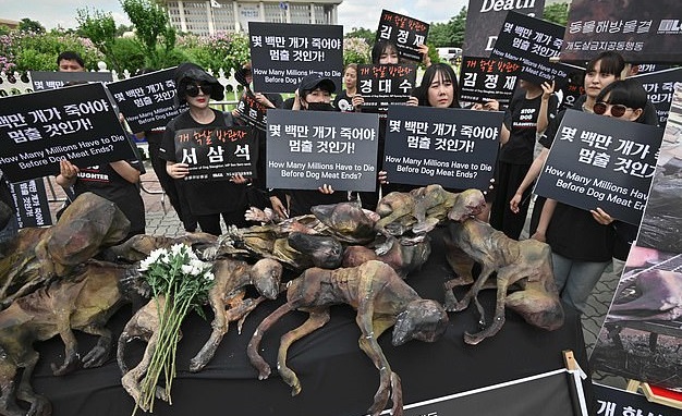 مظاهرات فى كرويا الجنوبية ضد تناول لحوم الكلاب (3)