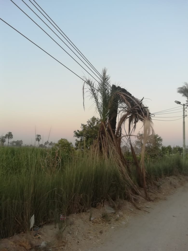 سقوط جذع نخلة على أسلاك عمود كهرباء يهدد حياة المارة بقرية أولاد عمرو بقنا  (2)
