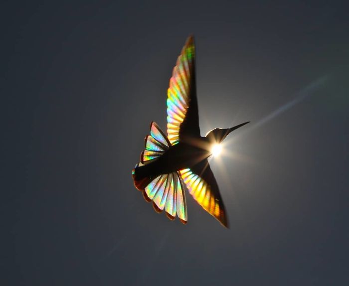Jacobin hummingbird (2)