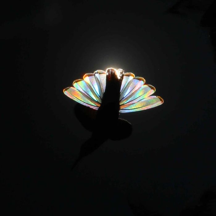 Jacobin hummingbird (8)
