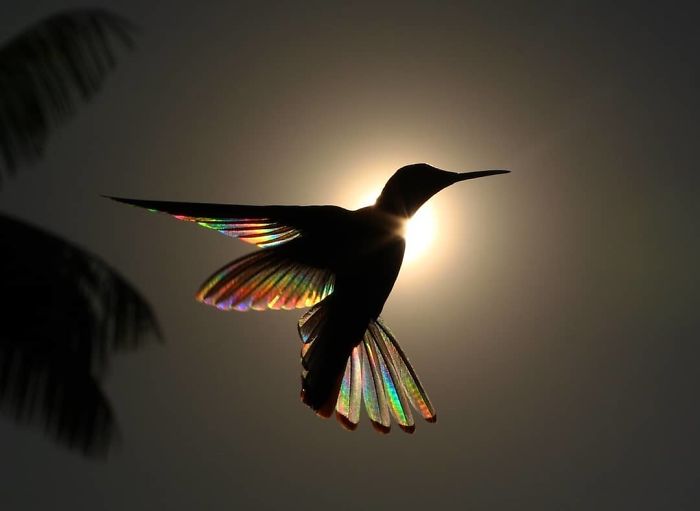 Jacobin hummingbird (1)