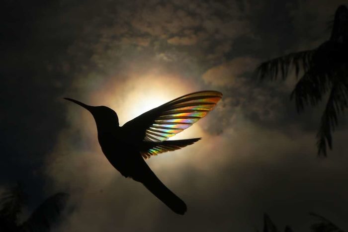 Jacobin hummingbird (3)