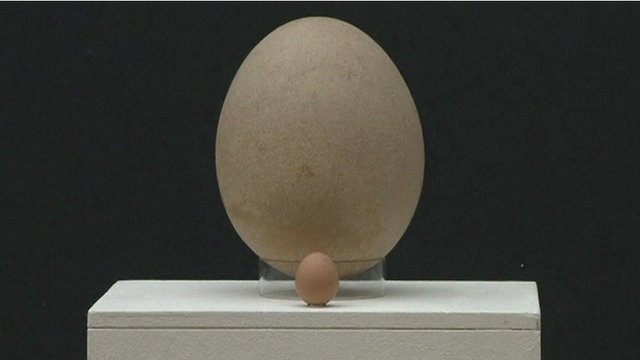 بيضة