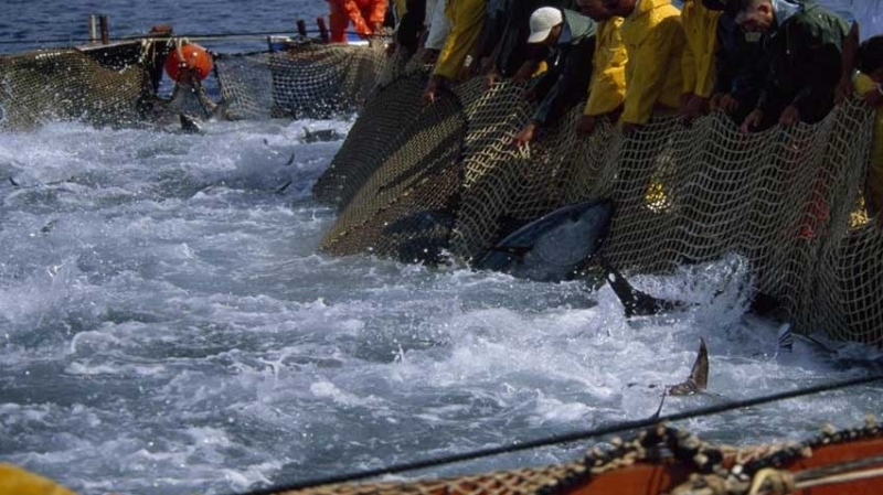 صيد سمك القرش (3)