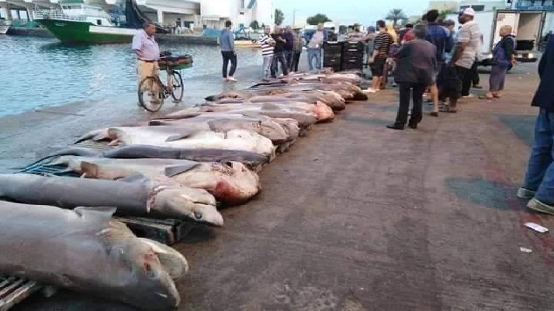 صيد سمك القرش (2)