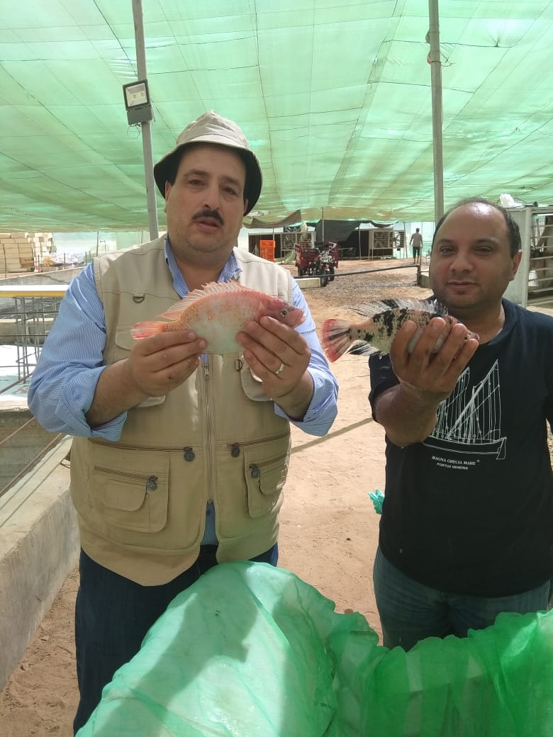 أول إنتاج لمزرعة سمكية من وادى حوضين بشلاتين بالبحر الأحمر (3)