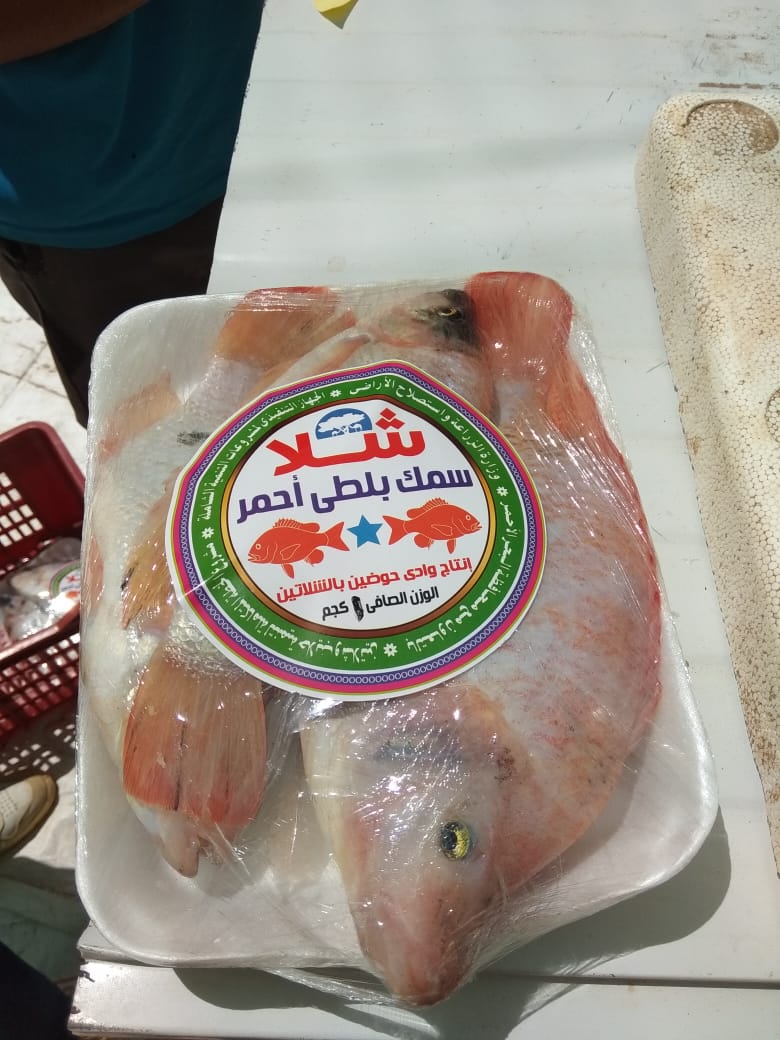 أول إنتاج لمزرعة سمكية من وادى حوضين بشلاتين بالبحر الأحمر (4)