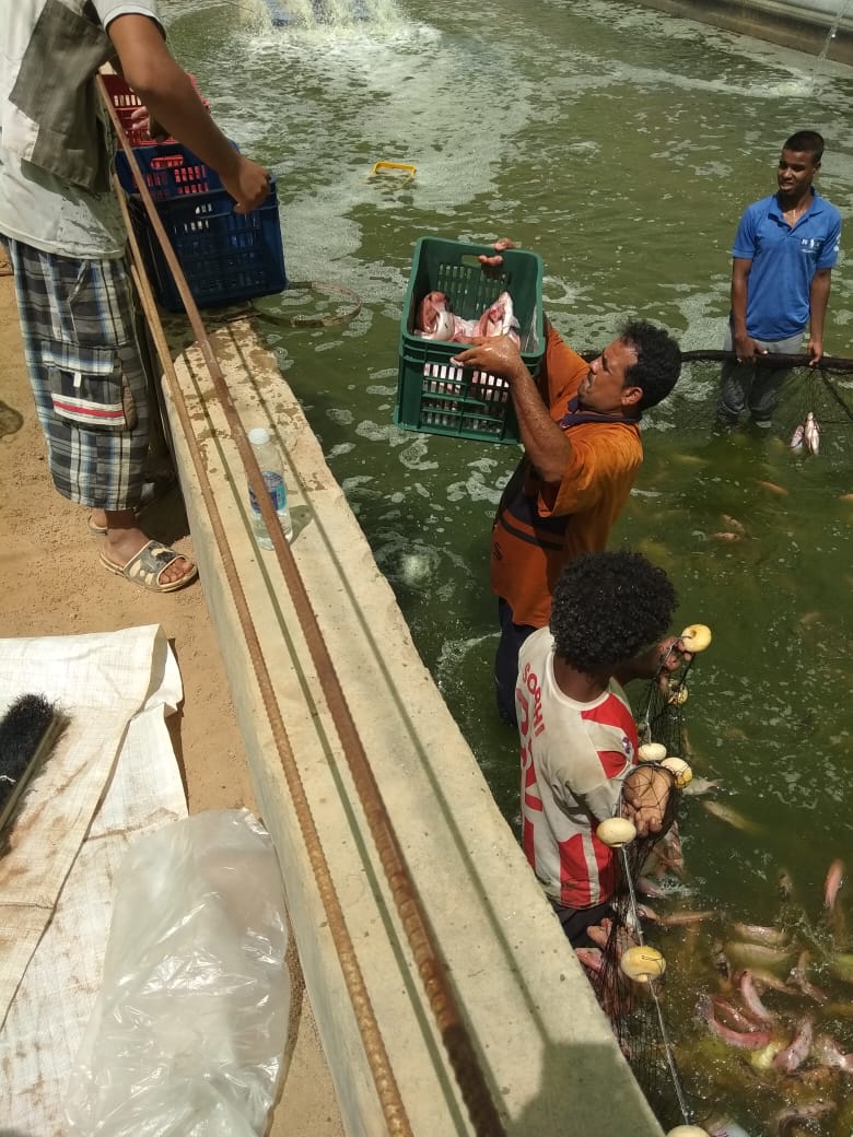 أول إنتاج لمزرعة سمكية من وادى حوضين بشلاتين بالبحر الأحمر (2)