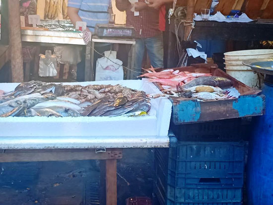 الأسماك فى أسواق الإسكندرية (6)