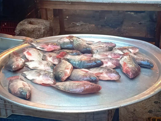 الأسماك فى أسواق الإسكندرية (7)