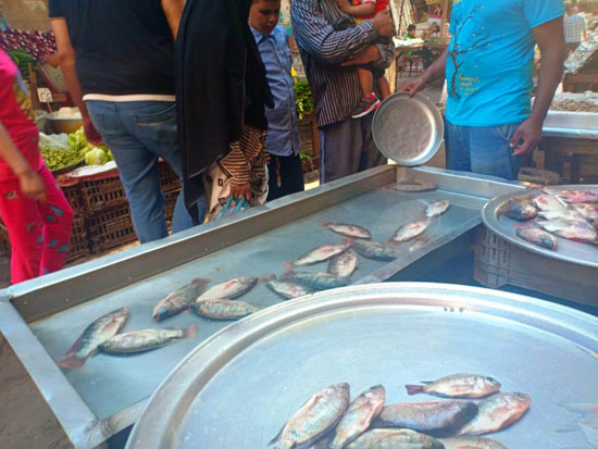 الأسماك فى أسواق الإسكندرية (2)
