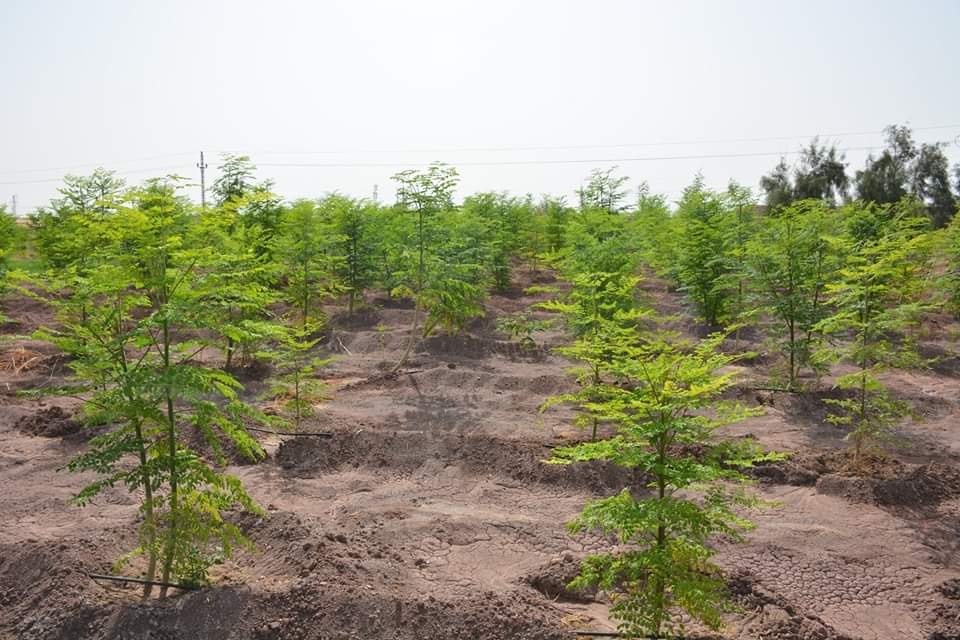 محافظ الوادي الجديد يفتتح مشروع زراعة أشجار المورينجا  (7)