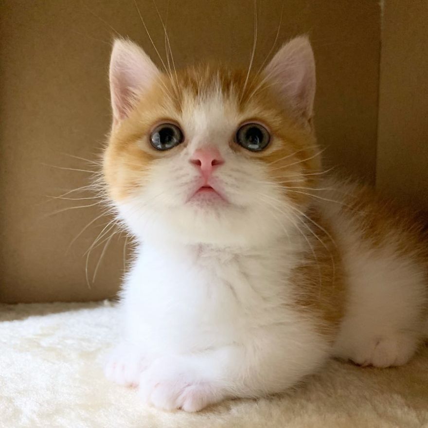 Munchkin Kitten 7