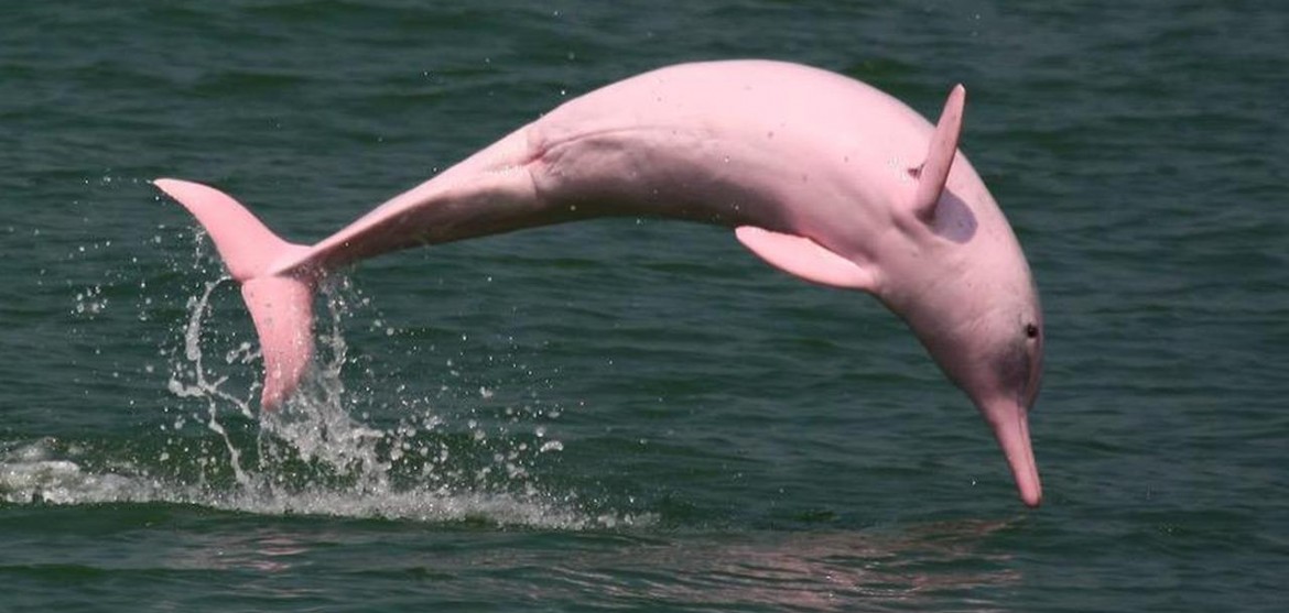Pinky the Dolphin