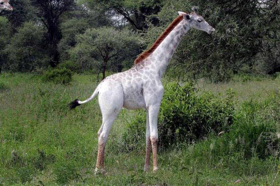 White Giraffes