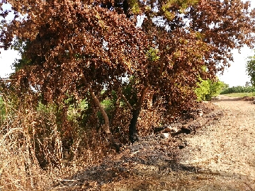 النيران طالت اشجار على حافة ترعة الرى