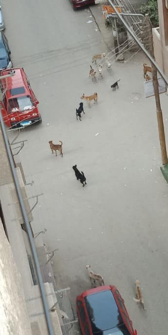 الكلاب الضالة تحتل شوارع منطقة الفلل ببنها  (3)