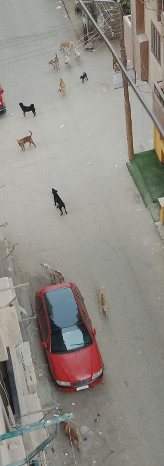 الكلاب الضالة تحتل شوارع منطقة الفلل ببنها  (1)