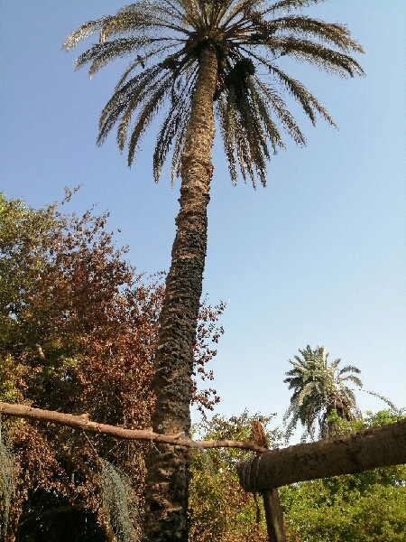 النيران طالت النخيل