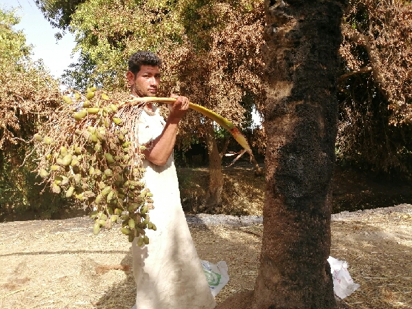 مزارع يحمل سباطة بلح سقطت بعد ان طالتها النيران