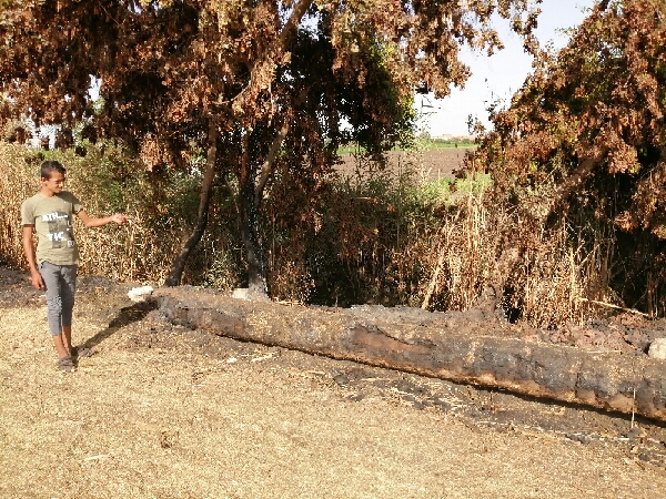 مصطفى يشير إلى الأشجار و جذوع النخيل المحترقة