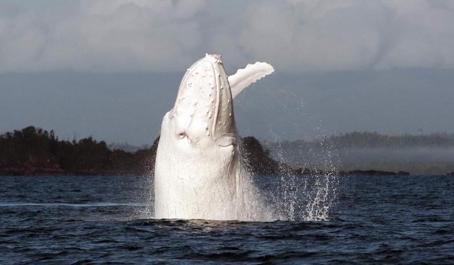 Migaloo the Humpback Whale