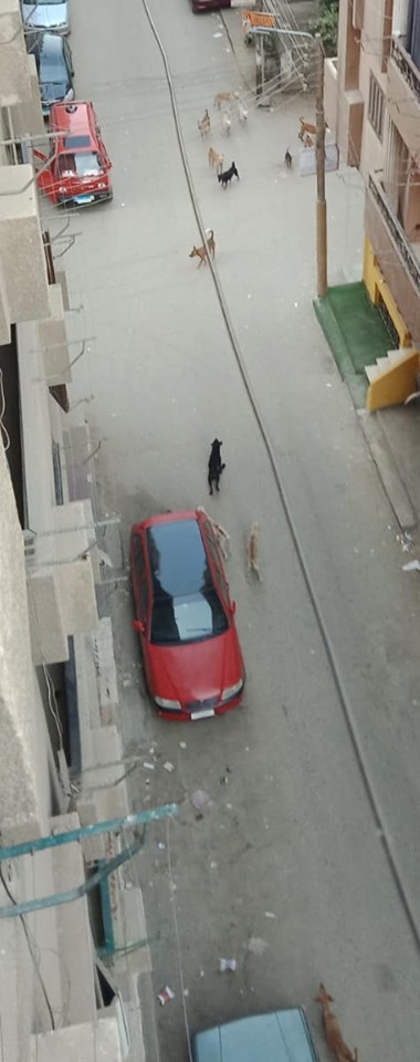 الكلاب الضالة تحتل شوارع منطقة الفلل ببنها  (2)
