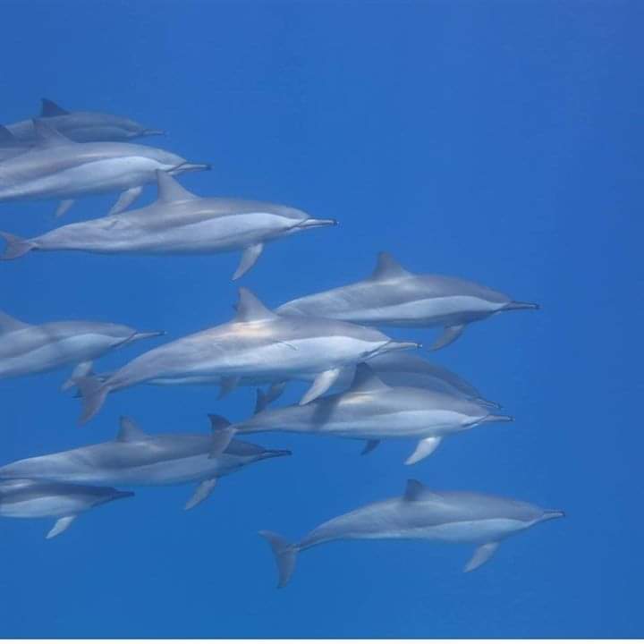 دلافين البحر الاحمر  (1)