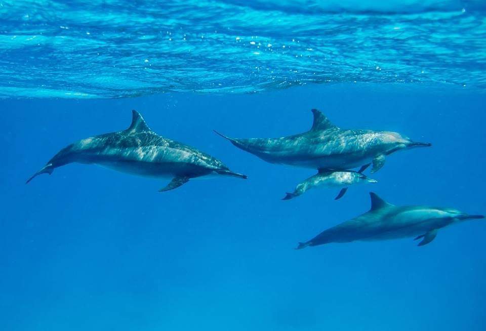 دلافين البحر الاحمر  (2)