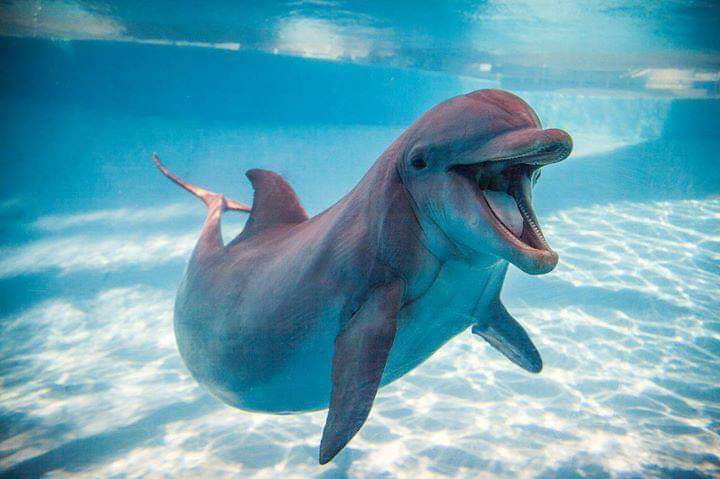 دلافين البحر الاحمر  (3)